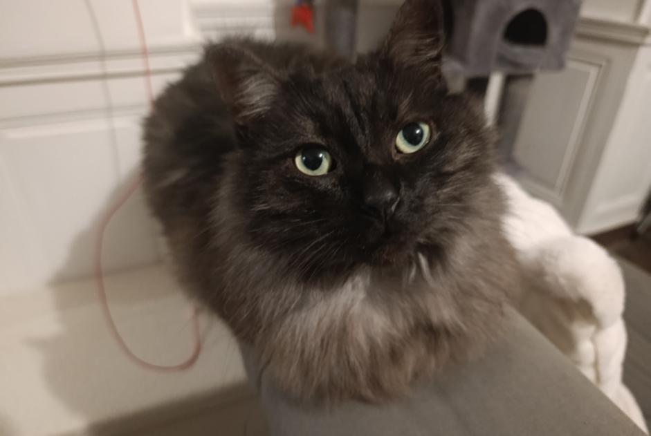 Vermisstmeldung Katze rassenmischung Männliche , 6 jahre Moisdon-la-Rivière Frankreich