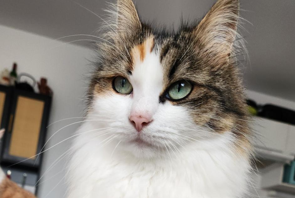 Vermisstmeldung Katze Weiblich , 5 jahre Barbâtre Frankreich Vermisstmeldung Katze Weiblich , 5 jahre Barbâtre Frankreich