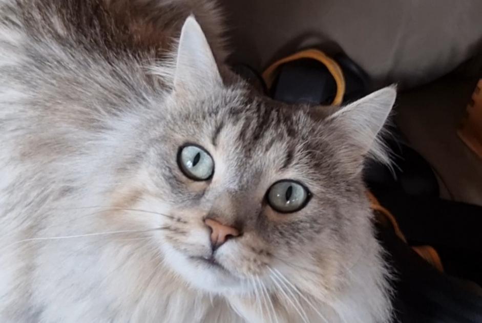 Alerta de Desaparición Gato Macho , 6 años La Muraz Francia Alerta de Desaparición Gato Macho , 6 años La Muraz Francia