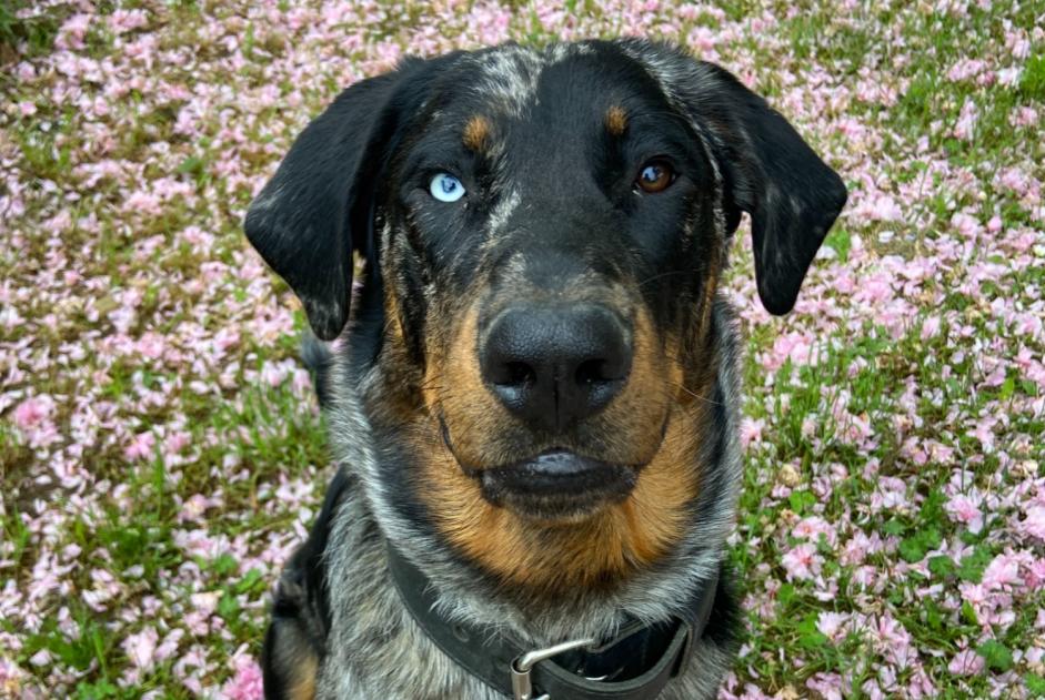 Alerta de Desaparición Perro  Macho , 1 años Tamniès Francia