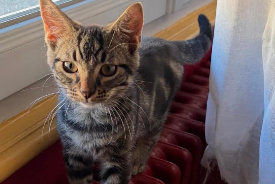 Alerte Disparition Chat Mâle , 0 ans Saint-Georges-du-Bois France