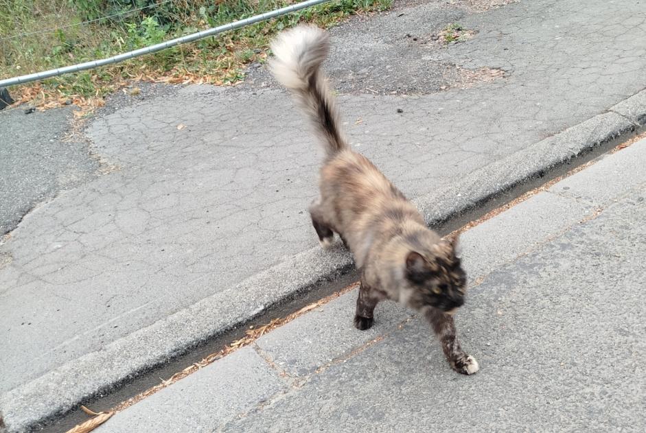 Alerte Découverte Chat croisement Inconnu Béthune France Alerte Découverte Chat croisement Inconnu Béthune France