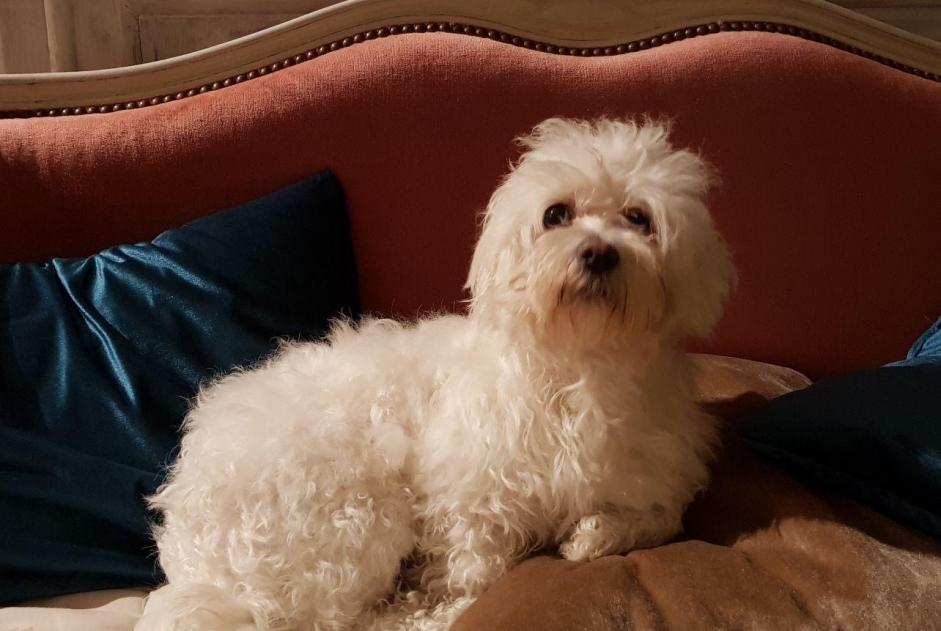Alerte Disparition Chien  Femelle , 11 ans Sainte-Anne France