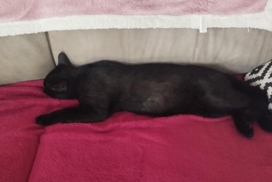 Avviso scomparsa Gatto Maschio , 3 anni Libourne Francia Avviso scomparsa Gatto Maschio , 3 anni Libourne Francia