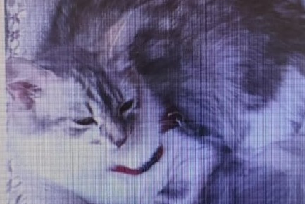 Avviso scomparsa Gatto incrocio di razze Femmina , 7 anni Biscarrosse Francia