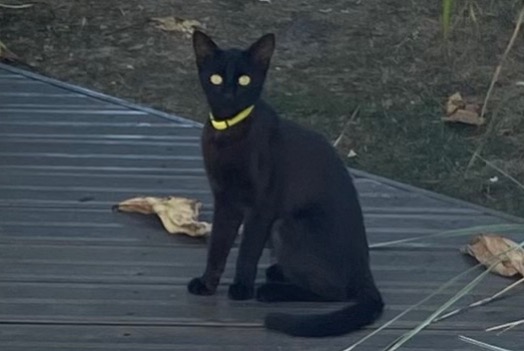 Alerta descoberta Gato  Fêmea Bordeaux France